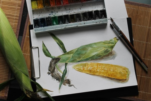 Курс ботанической иллюстрации (акварель) – «Кукуруза» - слайд 1