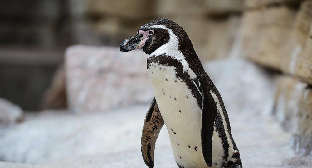 Птенцы редких пингвинов Гумбольдта появились в Московском зоопарке
