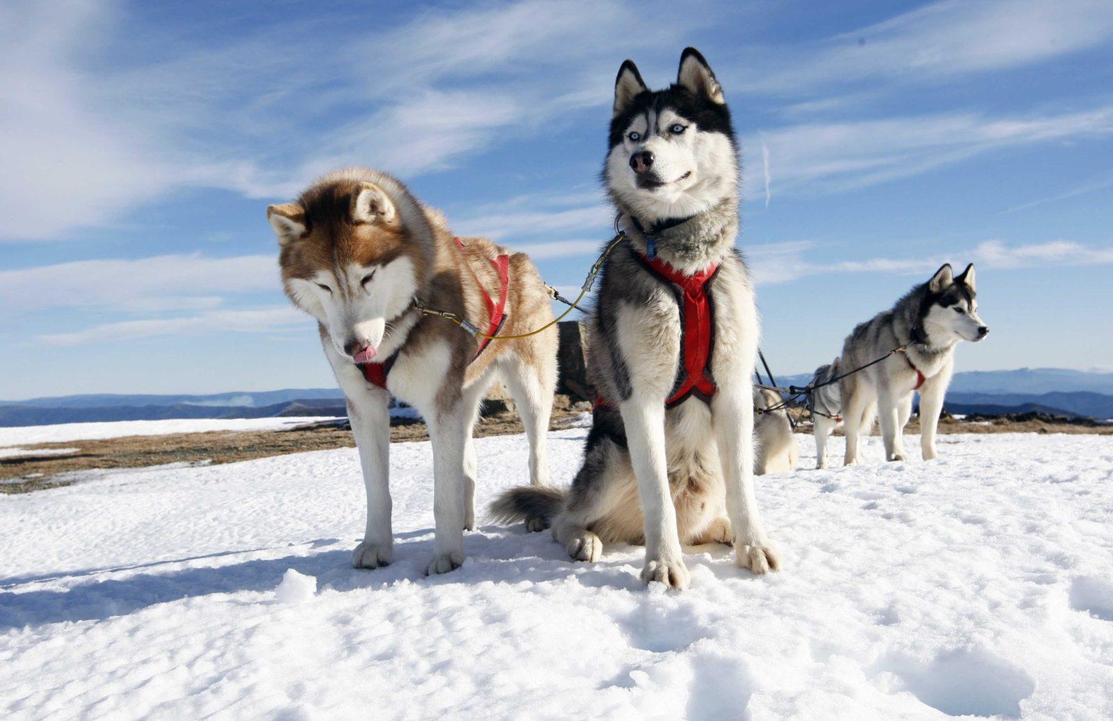 Катание на собачьих упряжках зимой в Карелии