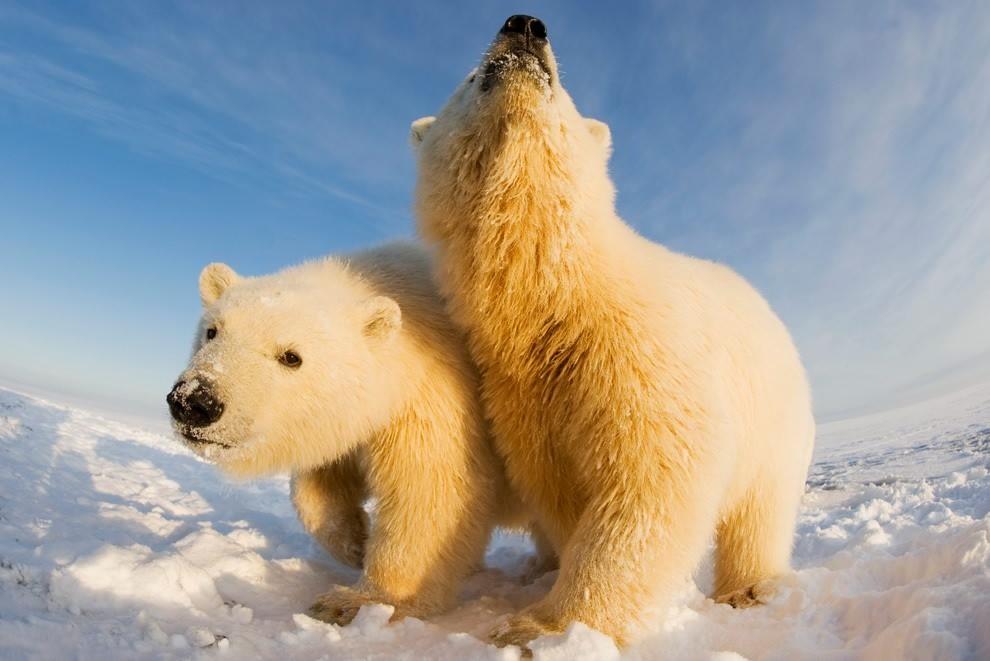 Питомник для белых медведей появится в Подмосковье