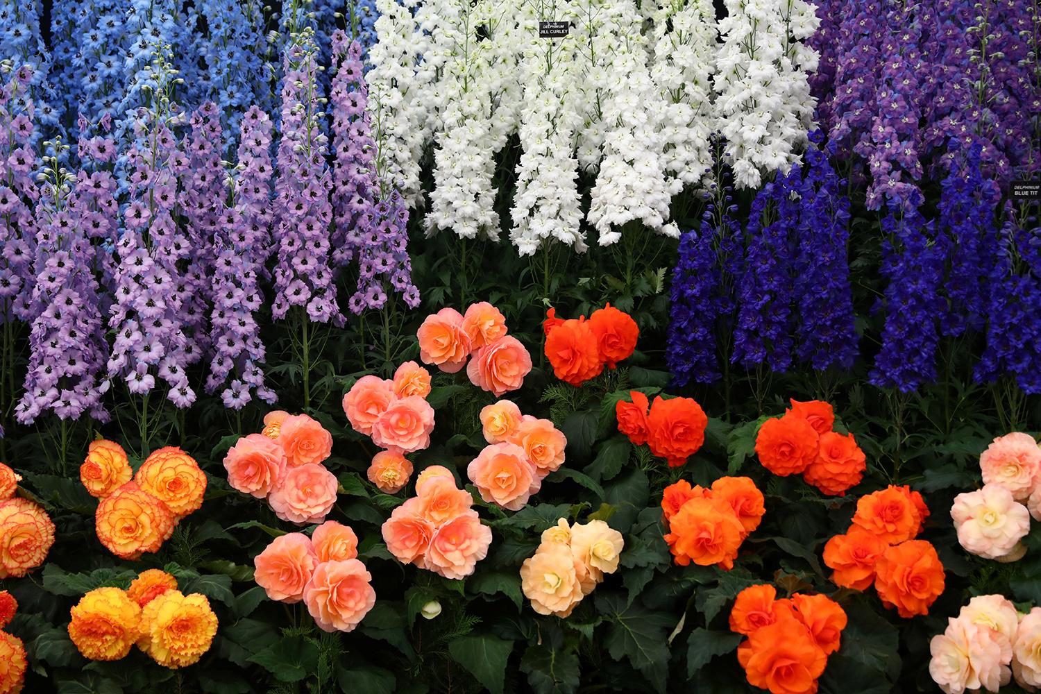 Выставки цветов в Москве