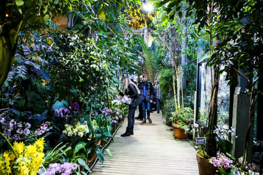 Фестиваль орхидей и хищных растений в «Аптекарском огороде»