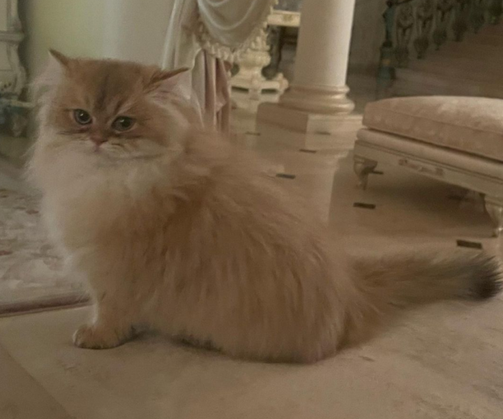 Анастасия Волочкова завела кота за полмиллиона рублей — Видео
