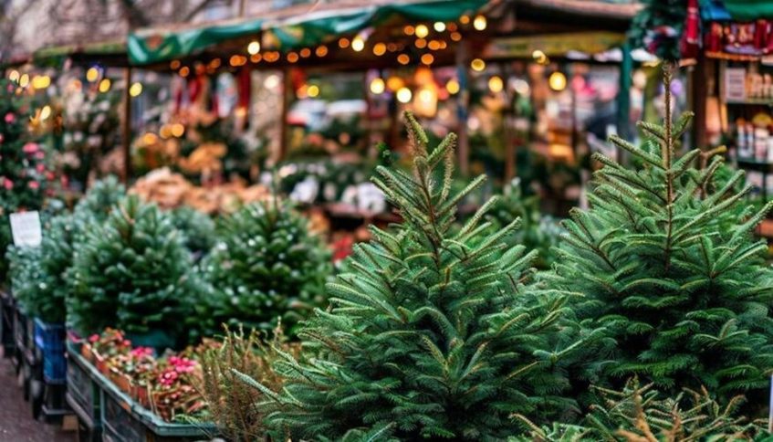 Русские ёлки на ёлочном базаре